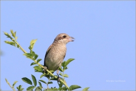 <p>ŤUHÝK OBECNÝ (Lanius collurio) /Red-backed shrike - Neuntöter/</p>